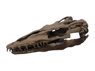 Mosasaur Skull Rental