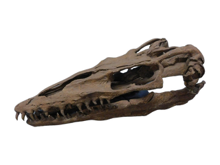 Mosasaur Skull