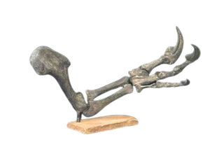 Mounted Allosaurus Arm