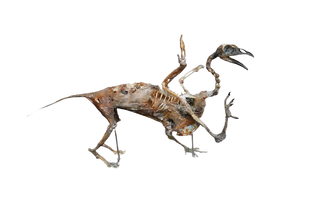 Mummified Griffin
