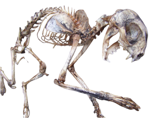 Natural Cat Skeleton