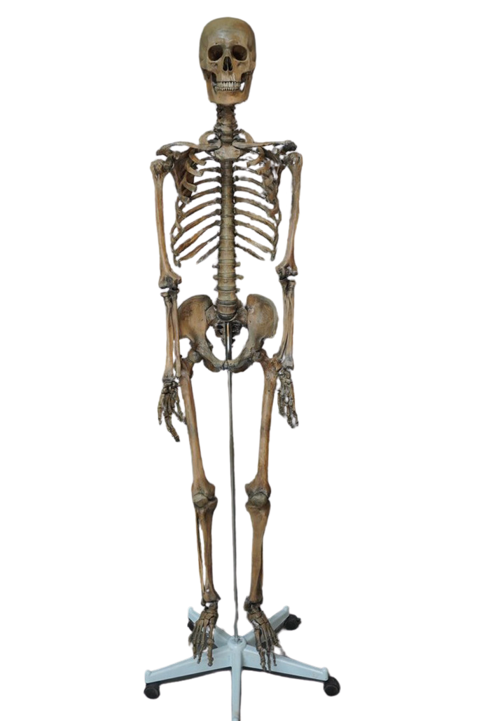 Skeletal Rajib Real Skeleton Ribs Sheep Skeleton, Articulated (SALE) | SkullStore