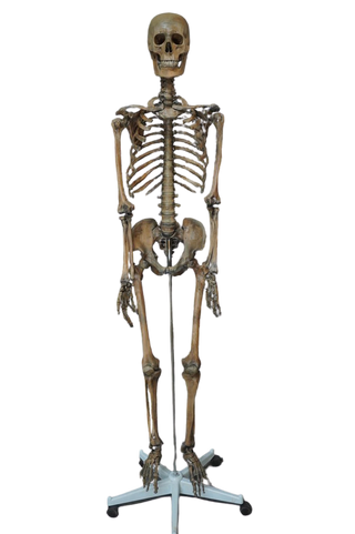 Open Rib Skeleton