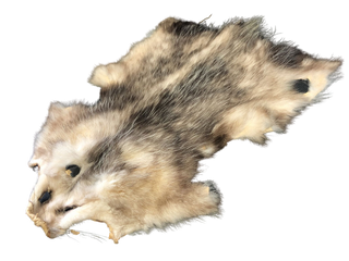 Opossum Pelt