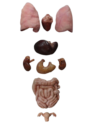 Complete Female Organ Set