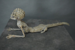 Alligator Boy Gaff