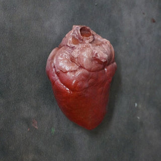 Small Lifelike Heart