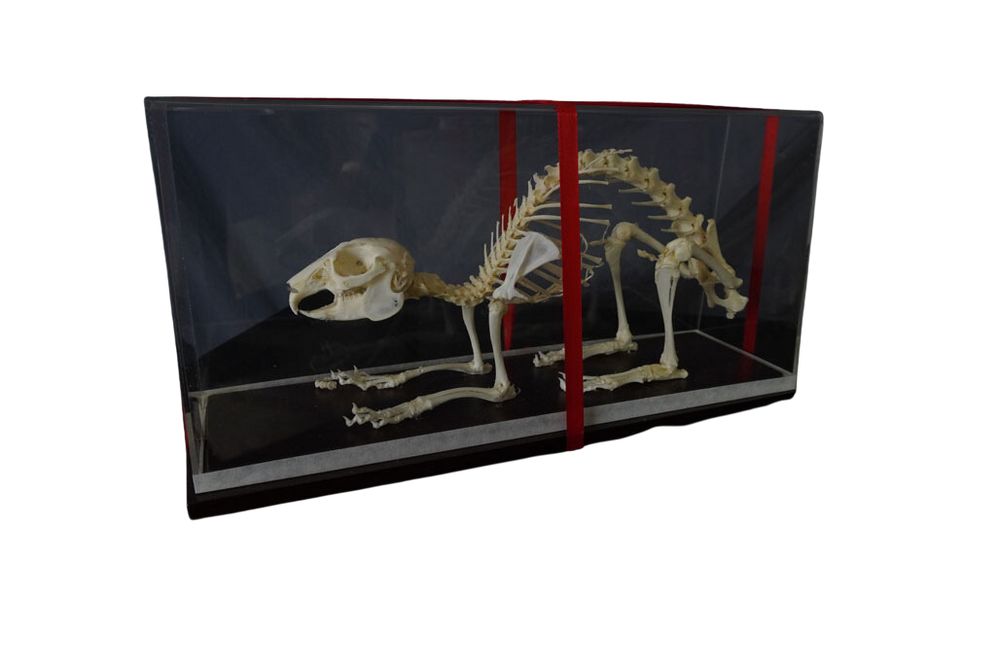 Rabbit Skeleton – Dapper Cadaver Props