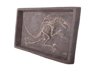 Raptor Skeleton Dig Box Rental