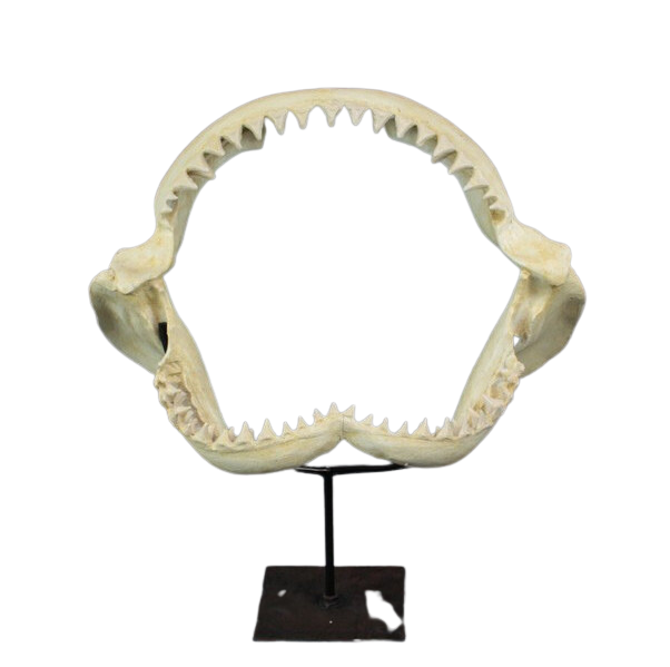 Replica Shark Jaws – Dapper Cadaver Props
