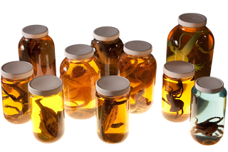 Replica Specimen Jar Assortment 10 Pcs