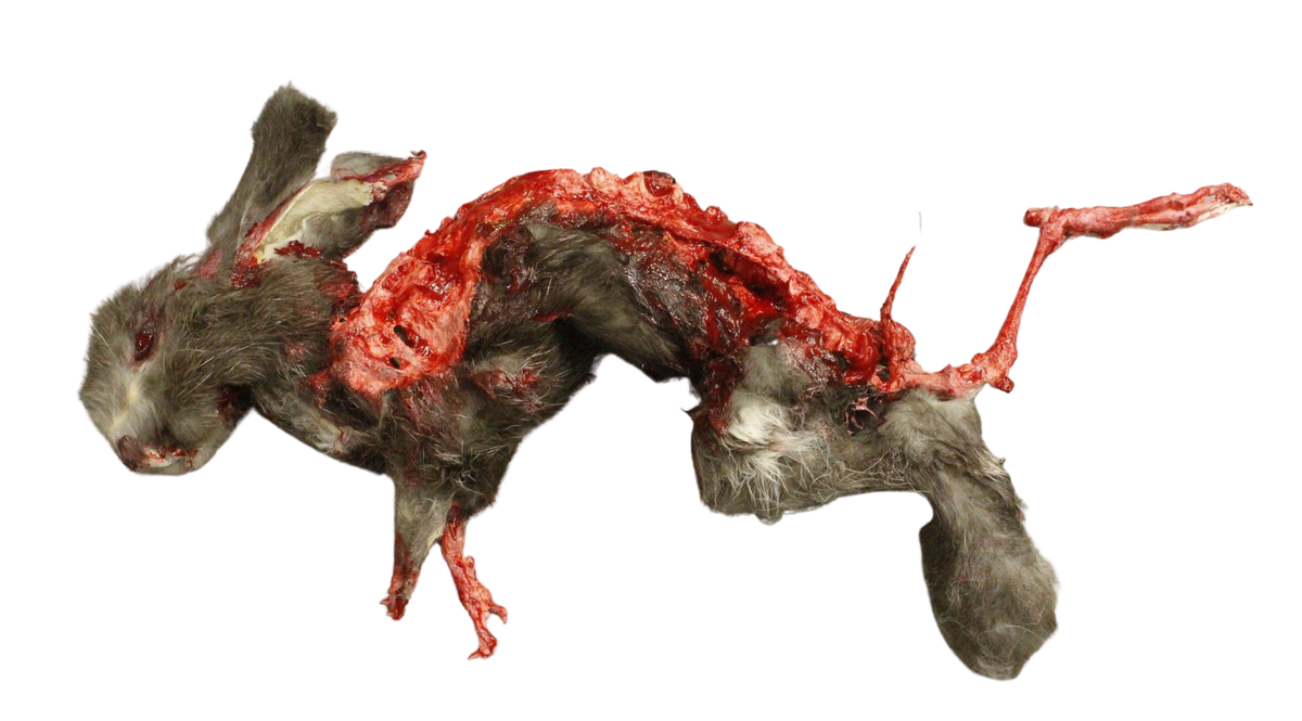 Wild Animal Props – Dapper Cadaver Props