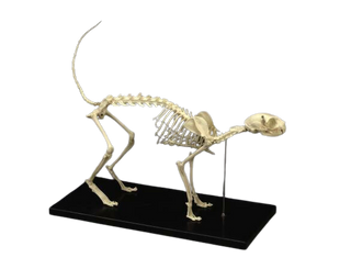 Replica Cat Skeleton