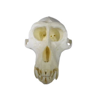 Replica Macaque Monkey Skull