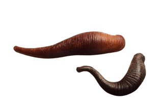 Set of 2 Leeches