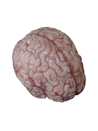 Lifesize Brain, Silicone Rubber