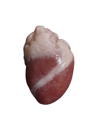 Lifesize Heart, Silicone Rubber