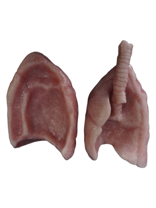 Silicone Lungs Pair