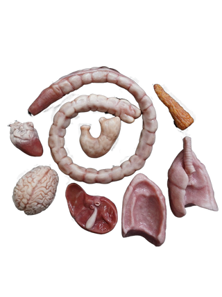 Silicone Organ Set