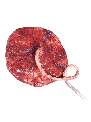 Silicone Placenta Prop