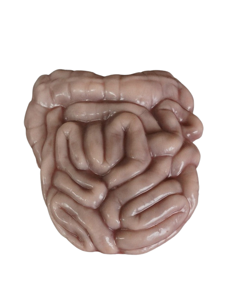 Lifesize Brain, Silicone Rubber Prop – Dapper Cadaver Props
