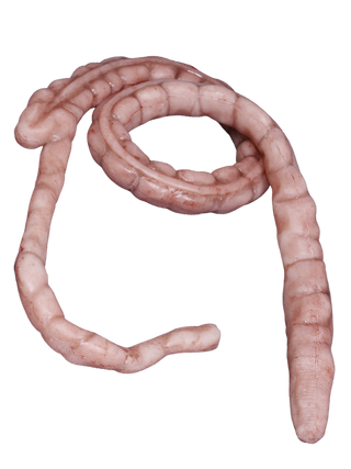 Silicone Large Intestine