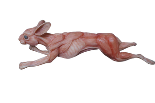 Silicone Skinned Rabbit