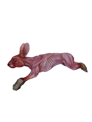 Skinned Rabbit with Paws