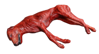 Skinned Rocky Dog