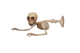 Small Feejee Mermaid Skeleton
