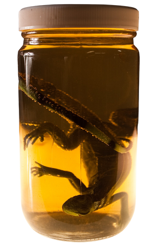 Small Iguana Replica Specimen Jar