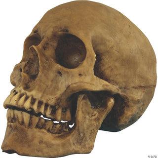 Small Resin Skull