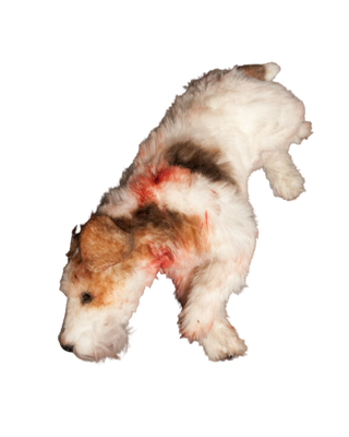 Spotted Terrier Dog Prop