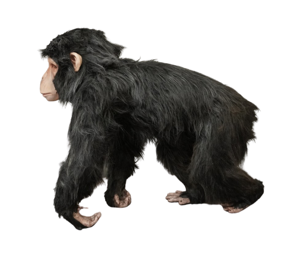 Capuchin Monkey Prop – Dapper Cadaver Props
