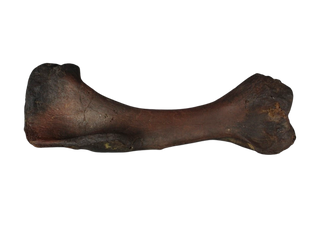 Stunt Dinosaur Humerus Rental