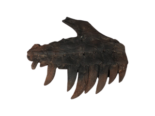 Stunt Dinosaur Skull Fragment Rental