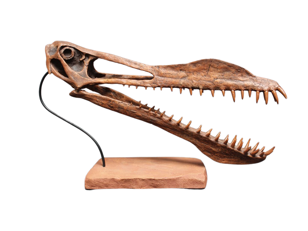 Skull Pterodactyl Fossil For Sale Toothed Pterosaur Skull With Base