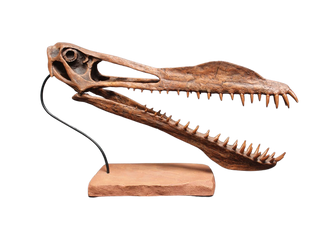 Toothed Pterosaur Skull with Base