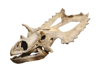 Triceratops Skull Replica Rental