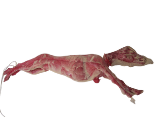 Goat Form