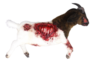 Wounded Boer Goat Prop - Special Order