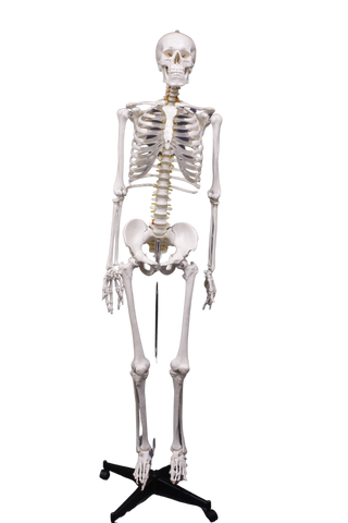 Life Size Human Skeleton With Stand