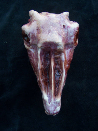 Skinned Goat Head