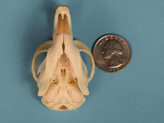 Muskrat Skull