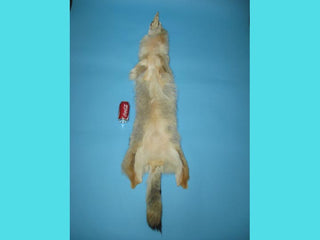 Coyote Pelt