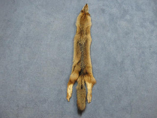 Coyote Pelt