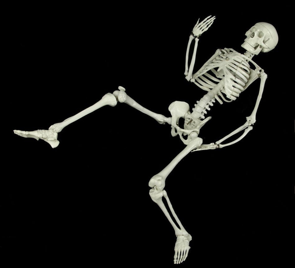 3 ft Articulated Skeleton – Dapper Cadaver Props