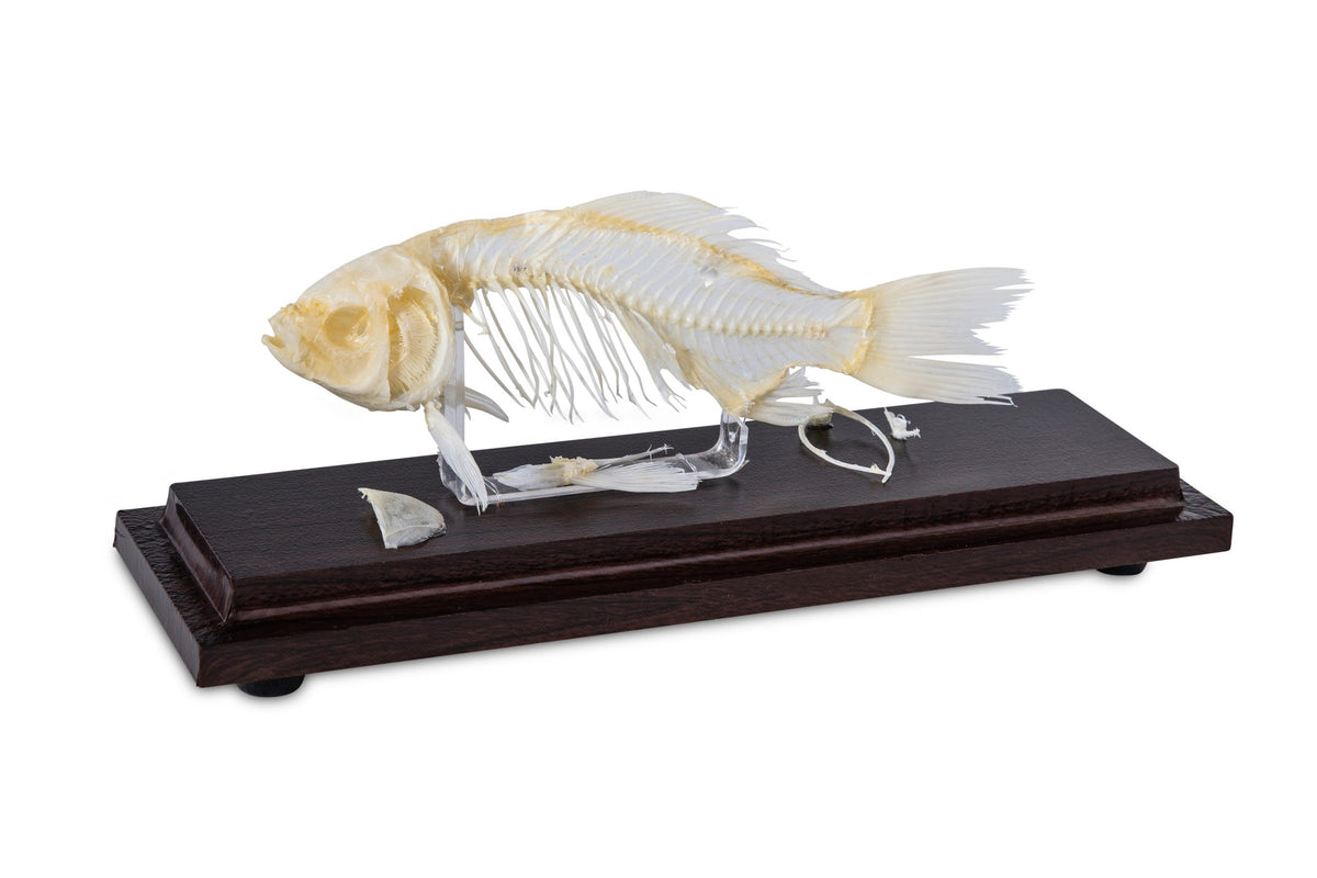 Fish Skeleton- Real Bone – Dapper Cadaver Props