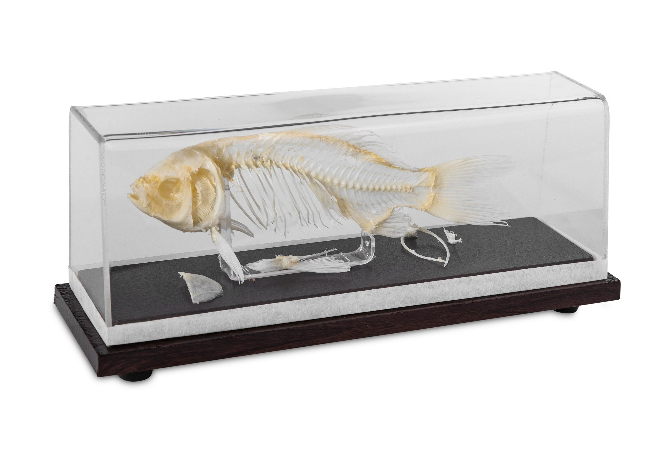 Fish Skeleton- Real Bone