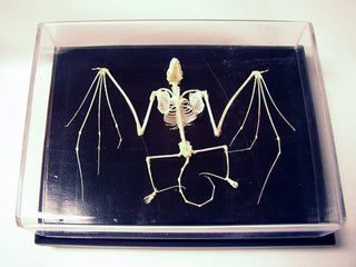Bat Skeleton